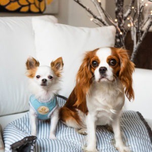 Ch photosession 29 300x300