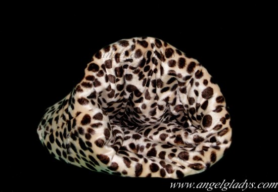 Nid douillet 2 safari chic angel gladys1